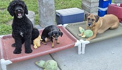 Dog toys training place