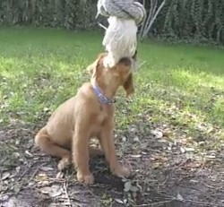 Puppy tug
