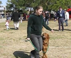 Golden retriever training