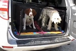 Puppy car training