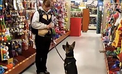 German shepherd puppy training