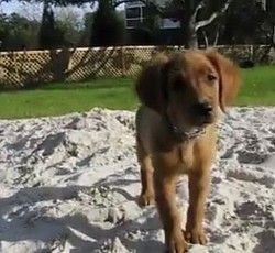 Golden puppy sandbox