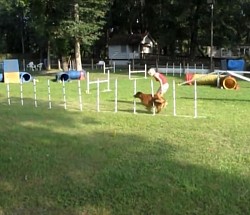 Golden agility dog