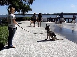German shepherd training charleston