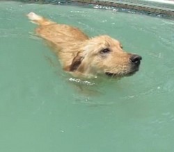 Golden swimming