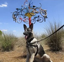 German shepherd training