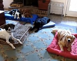Group dog training