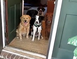Dog wait door training