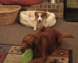 Puppy chewing bed border collie