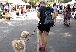 Goldendoodle training farmers market