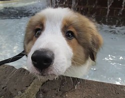Border collie puppy swimming