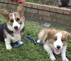 Corgi puppy training
