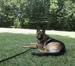 German shepherd training