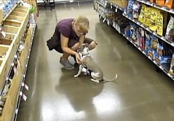 Italian greyhound puppy pet store