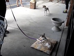 Place dog training