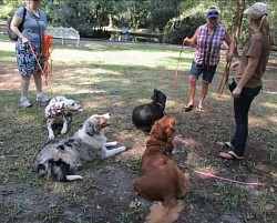 Dog training class
