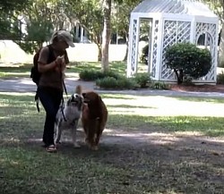 Dog training heel
