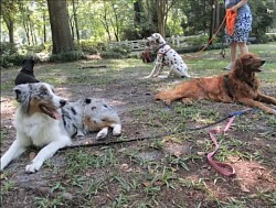 Dog training class