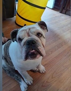 Bulldog puppy training