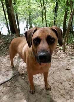 Dog hiking training