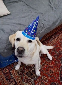 Labrador birthday party hat