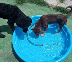 Puppy pool