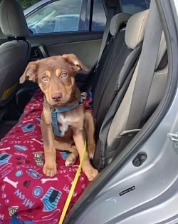 Puppy car training