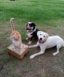 Puppy cat training