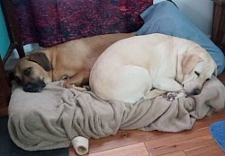 Dogs sleeping peaceful