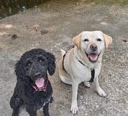 Dog sit stay training hiking