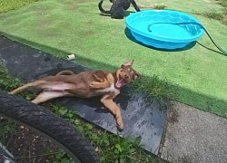 Puppy pool