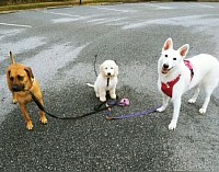 Training stay puppy