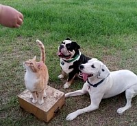 Dog cat treat