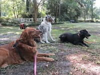 Dog stay training hiking