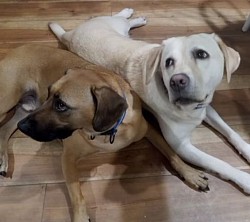 Labrador yellow