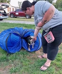 Bulldog agility