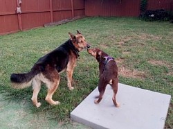 German shepherd puppy