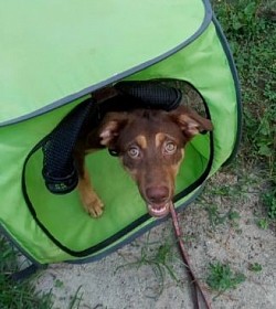 Crate training