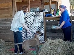 Barn hunt dog