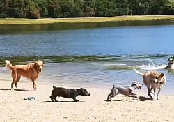 Dog beach