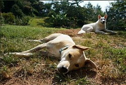 Dog sleep