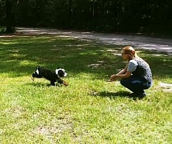 Puppy recall training
