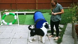 Puppy agility