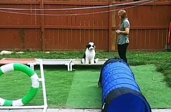 Puppy agility