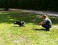 Puppy training