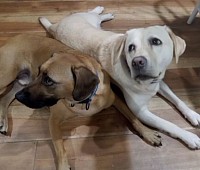 Dogs