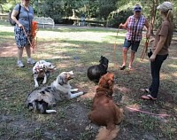 Dog training class