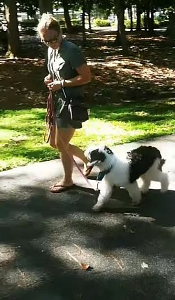 Puppy heel
