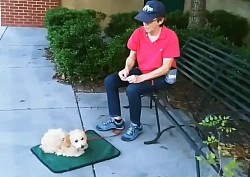 Puppy place stay