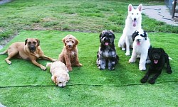 Dog training